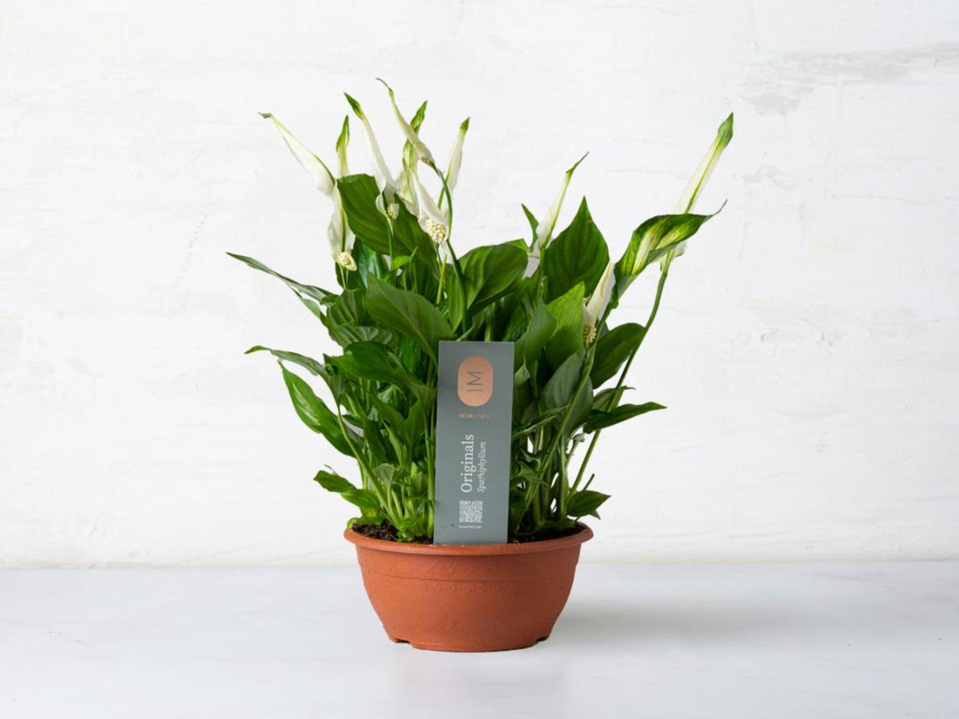 Spathiphyllum in vaso