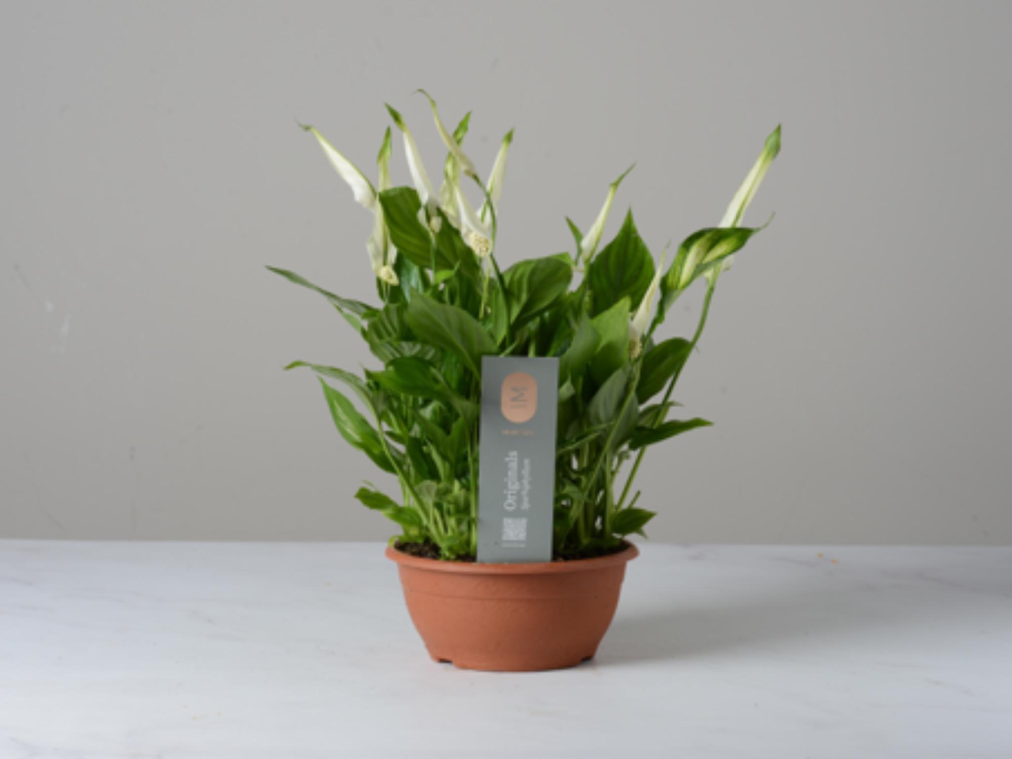 Vaso di Spathiphyllum