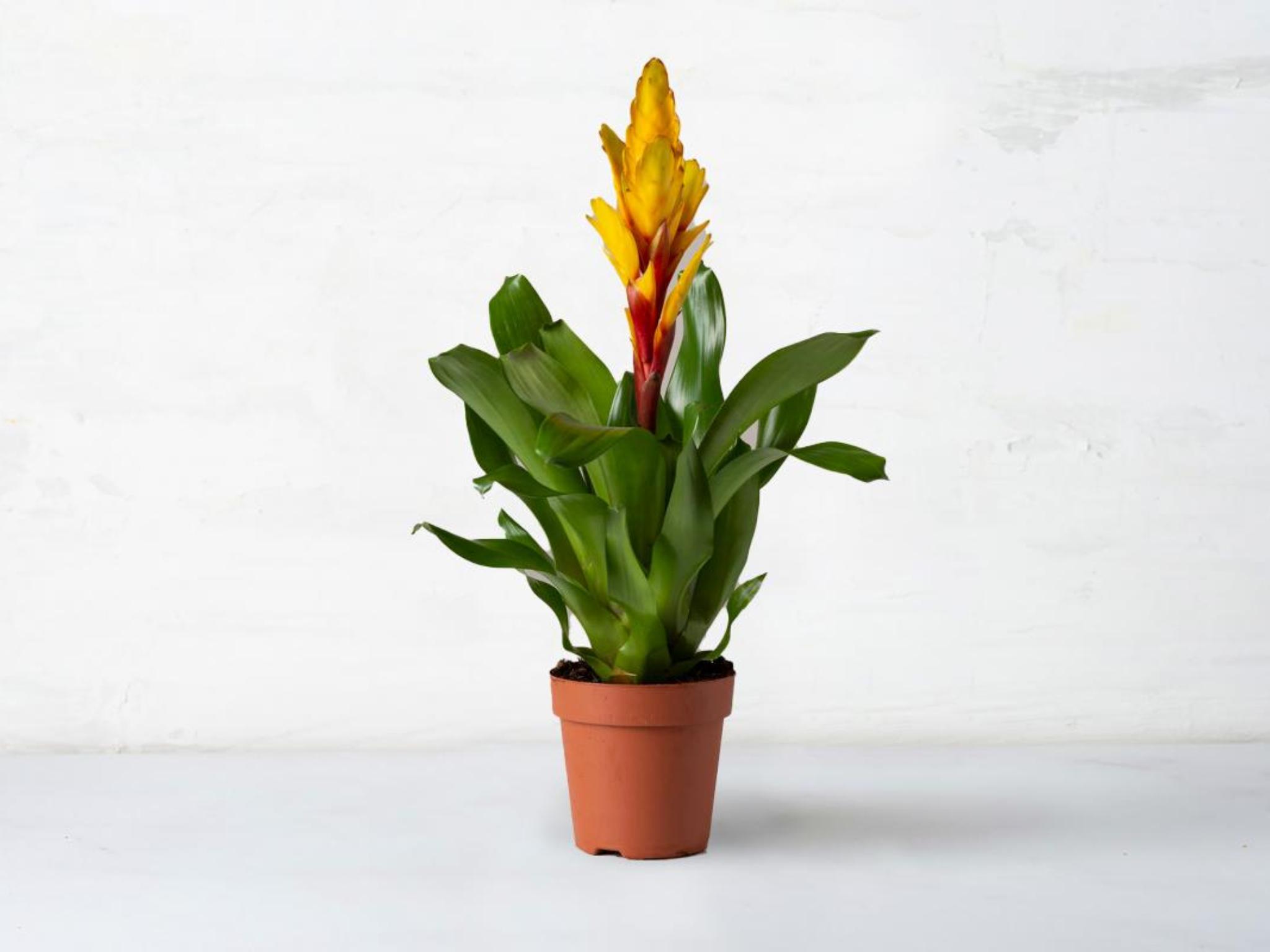 Vriesea in vaso