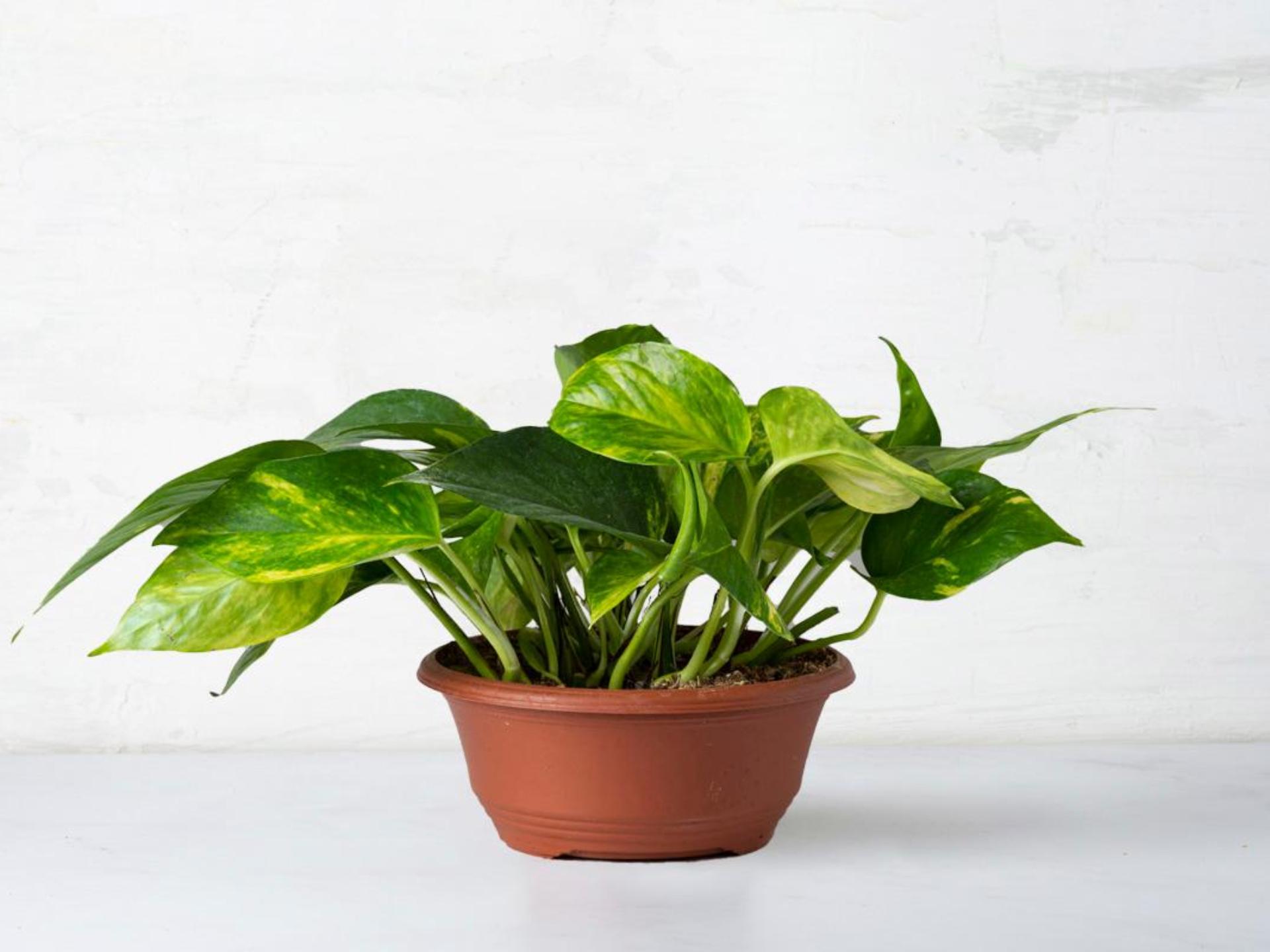 Pothos in vaso