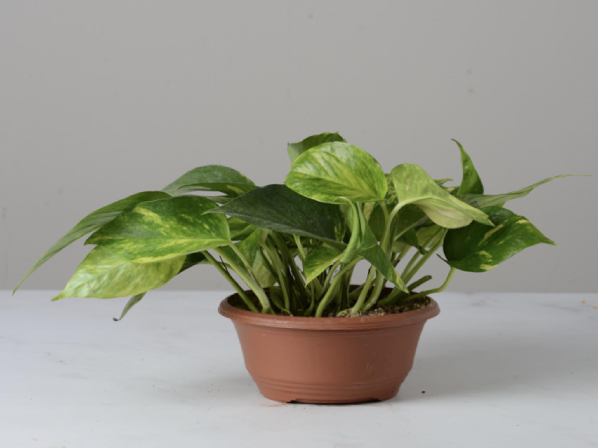 Vaso di Pothos