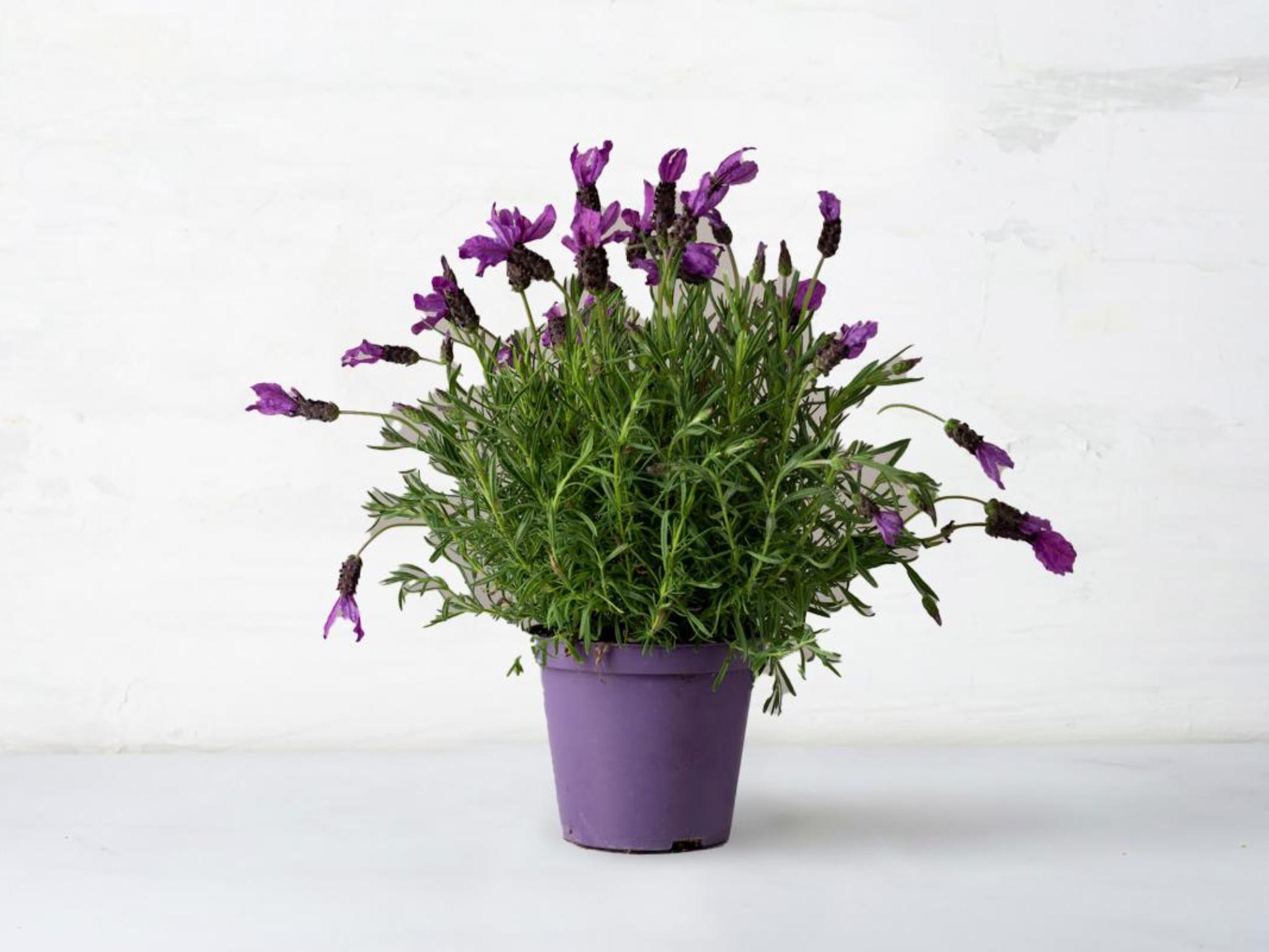 Lavanda in vaso