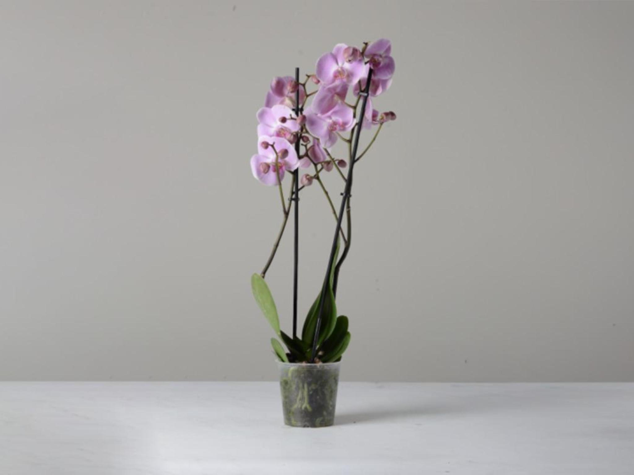 Orchidea in vaso