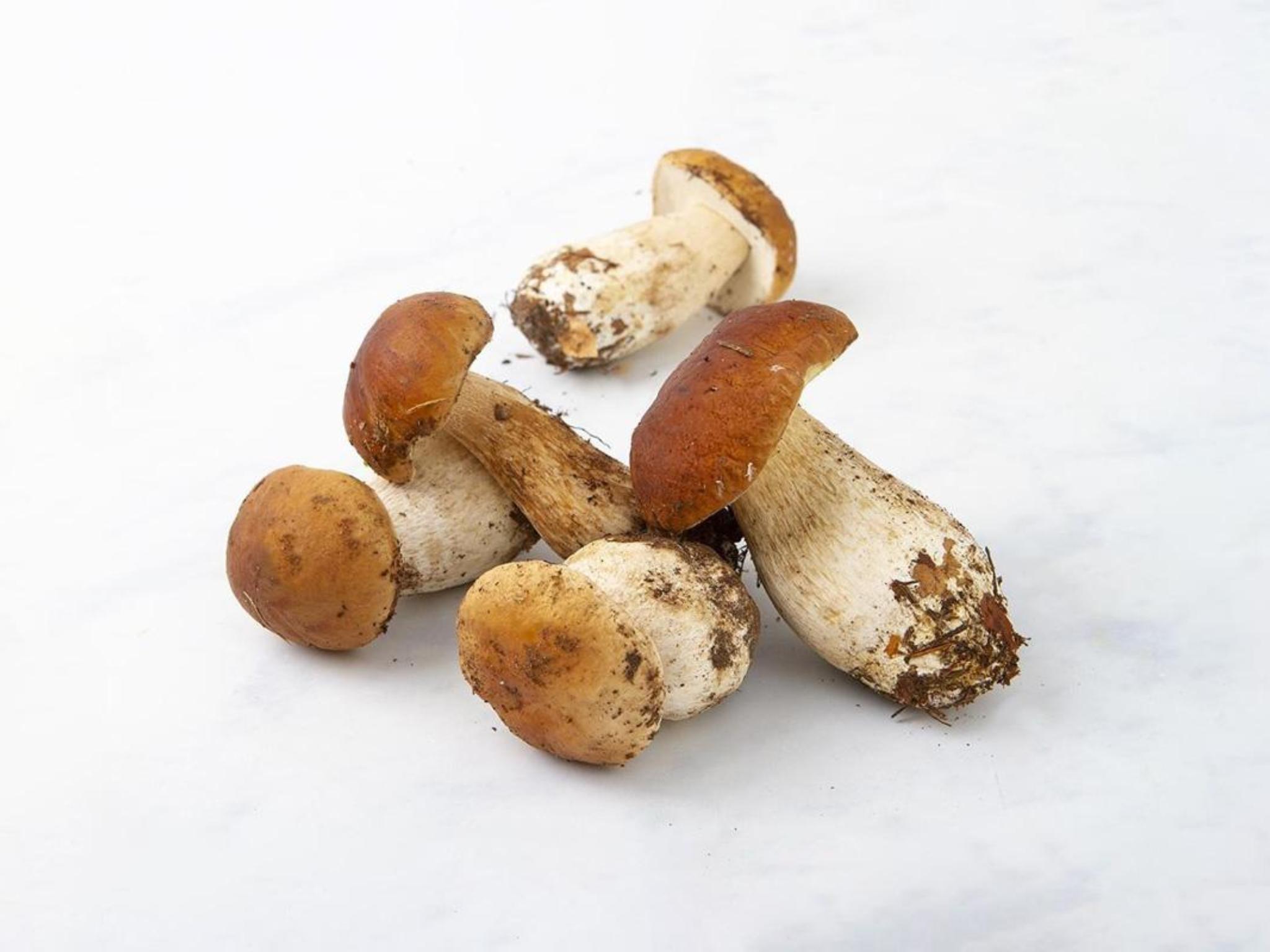 Funghi porcini freschi italiani