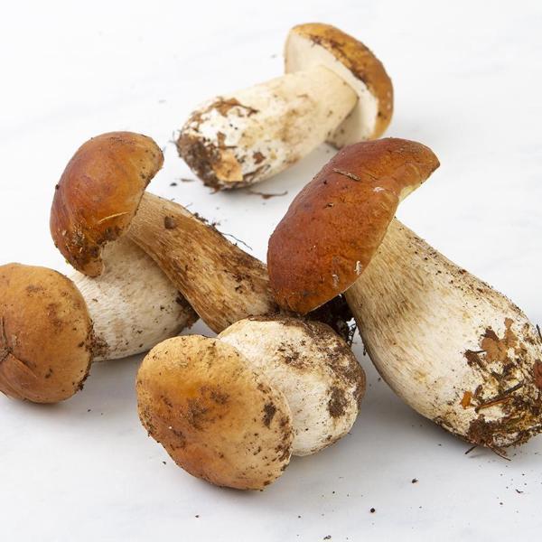 M.G.M. srl Funghi porcini freschi italiani | 500 g