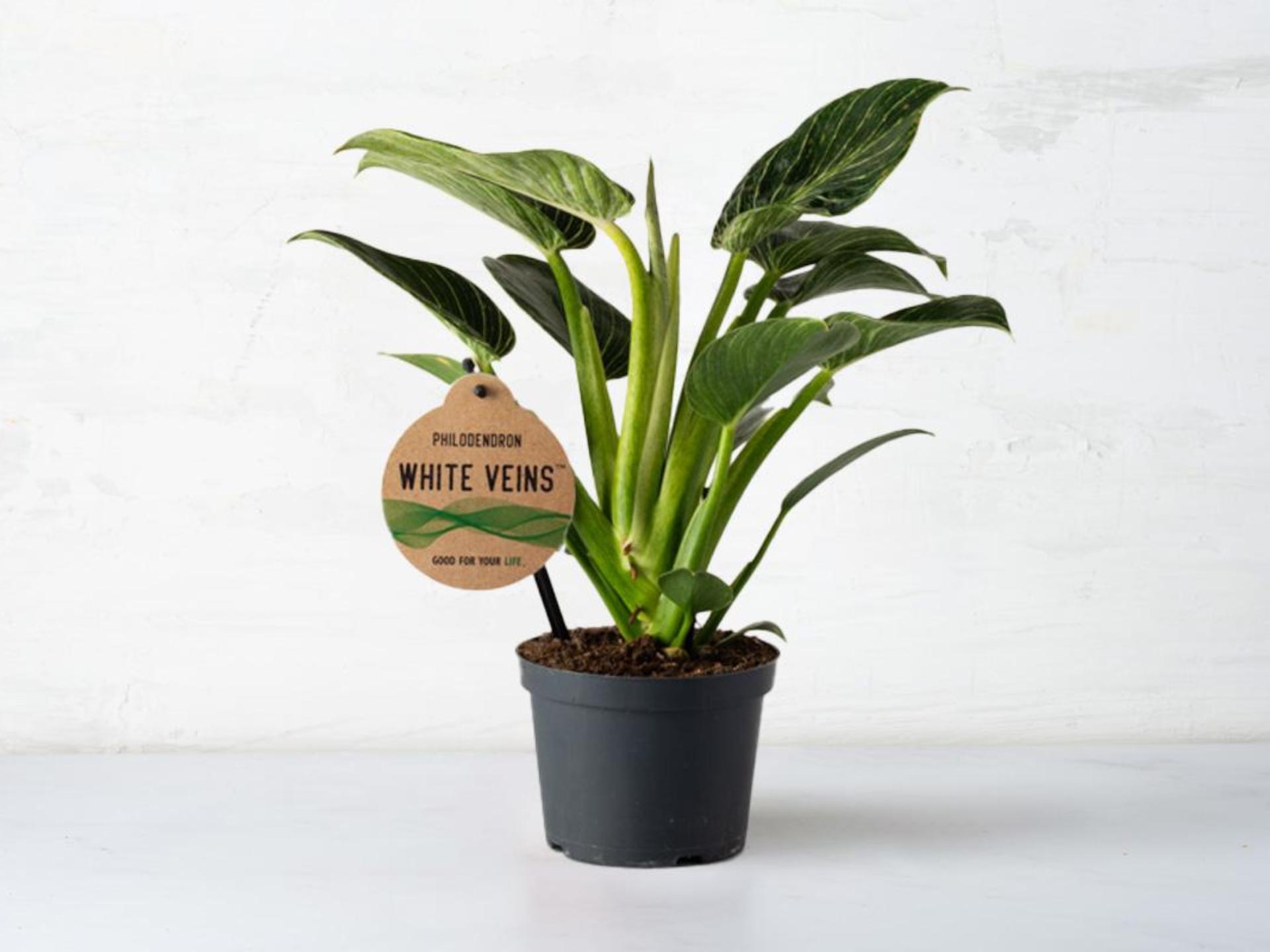 Philodendro varietale in vaso