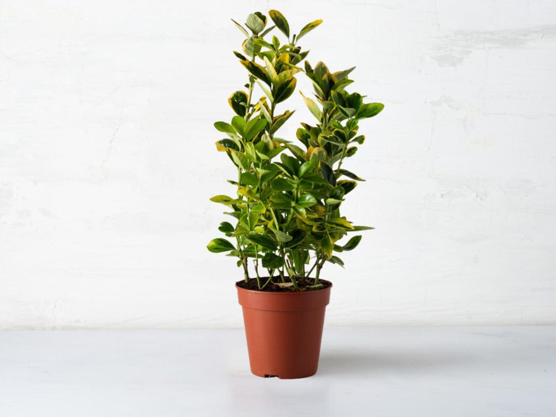 Euonymus aurea in vaso