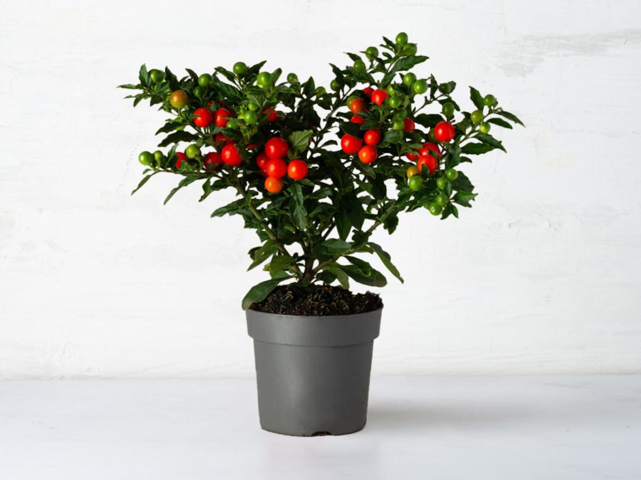 Solanum in vaso