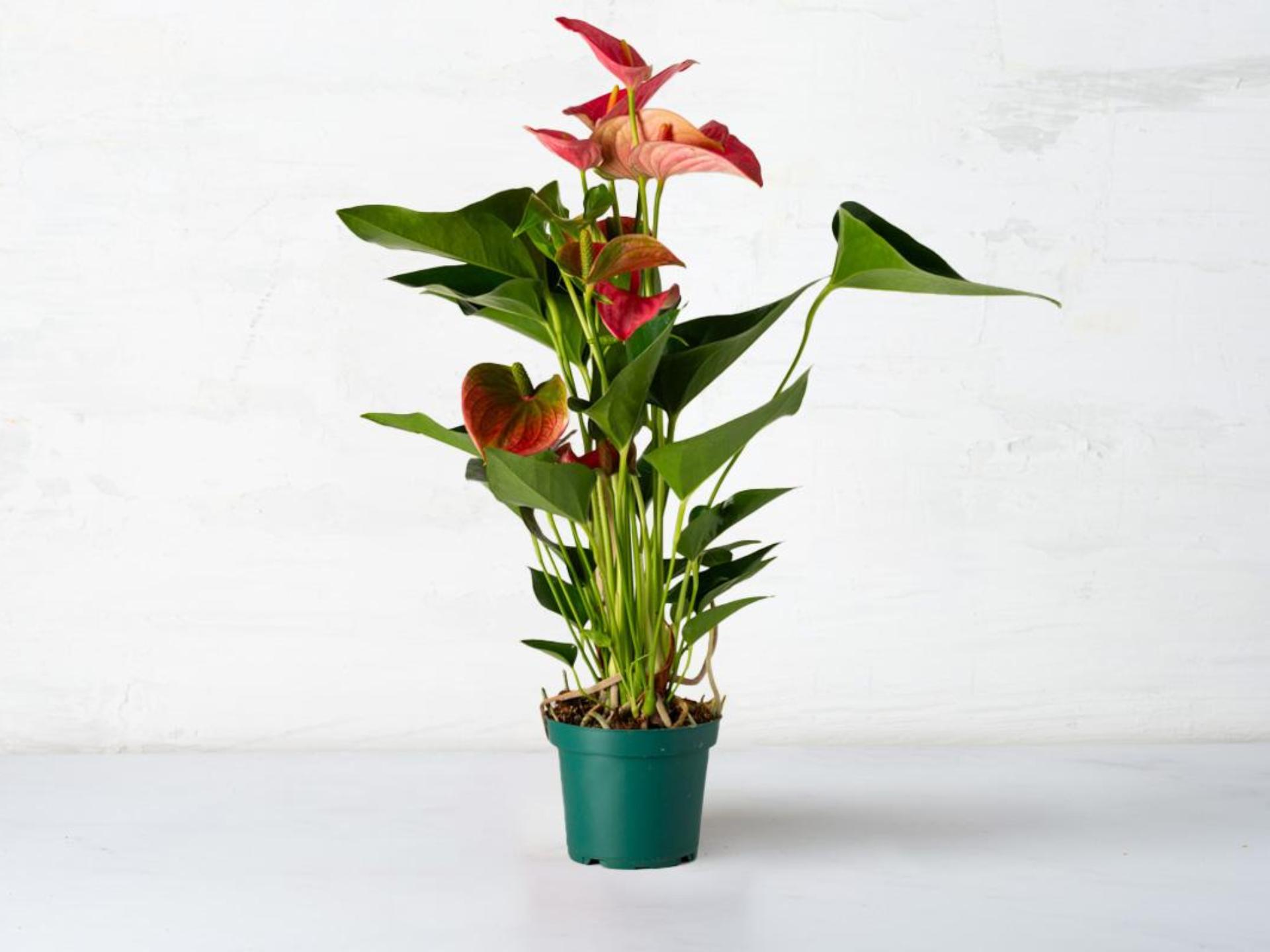 Anthurium in vaso