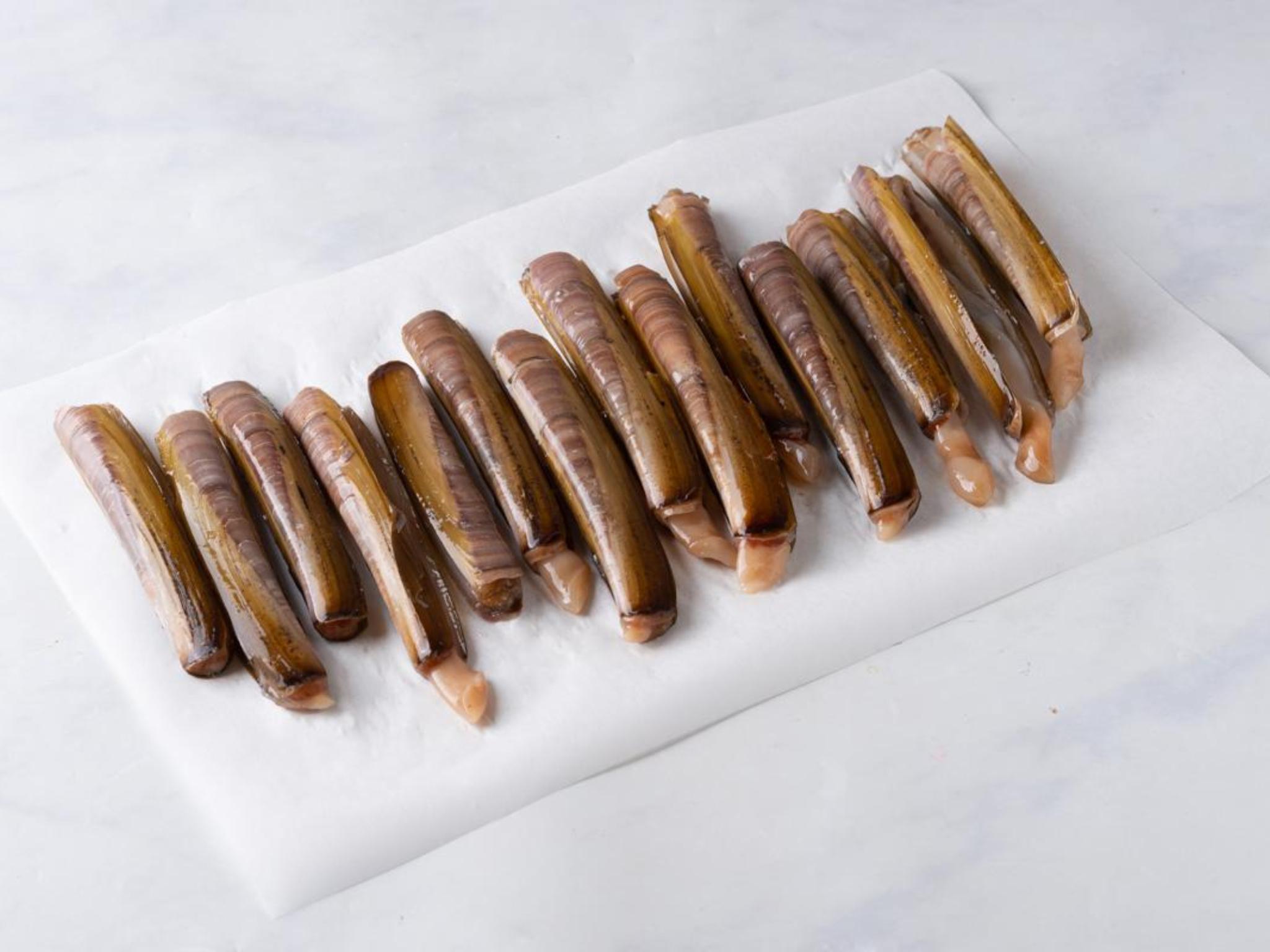 Cannolicchio oceanico