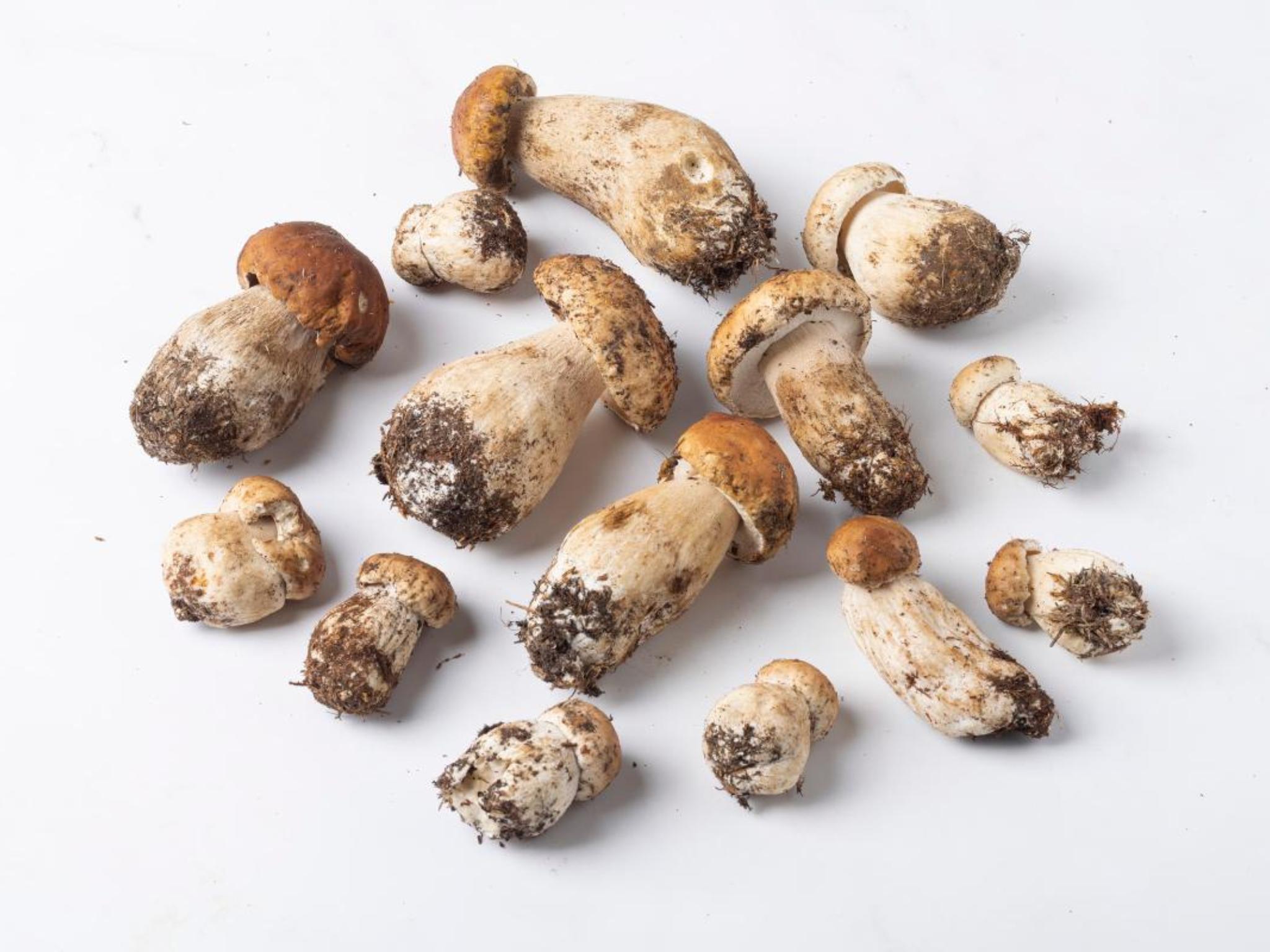 Funghi porcini freschi