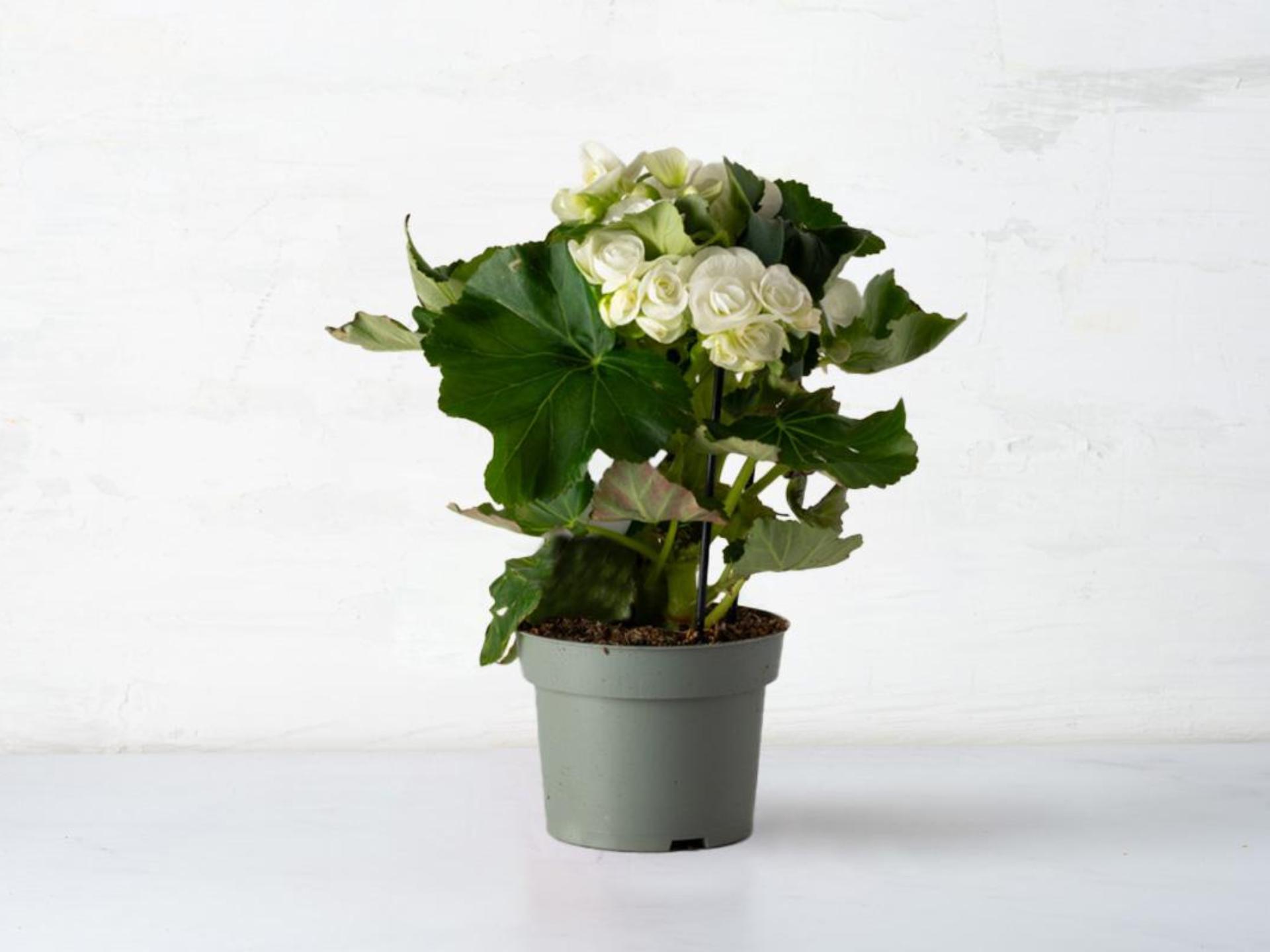 Begonia in vaso
