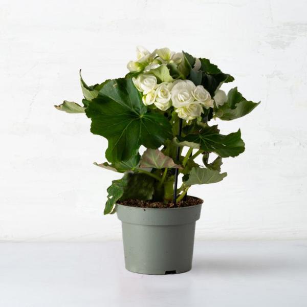 PASTOR FLOWERS Begonia in vaso | 1 pz