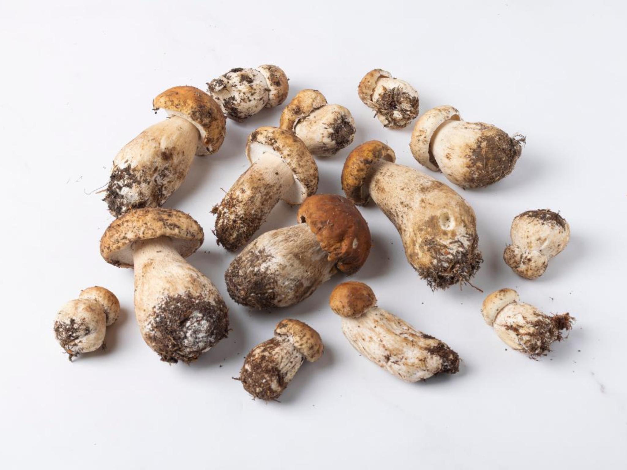 Funghi porcini freschi