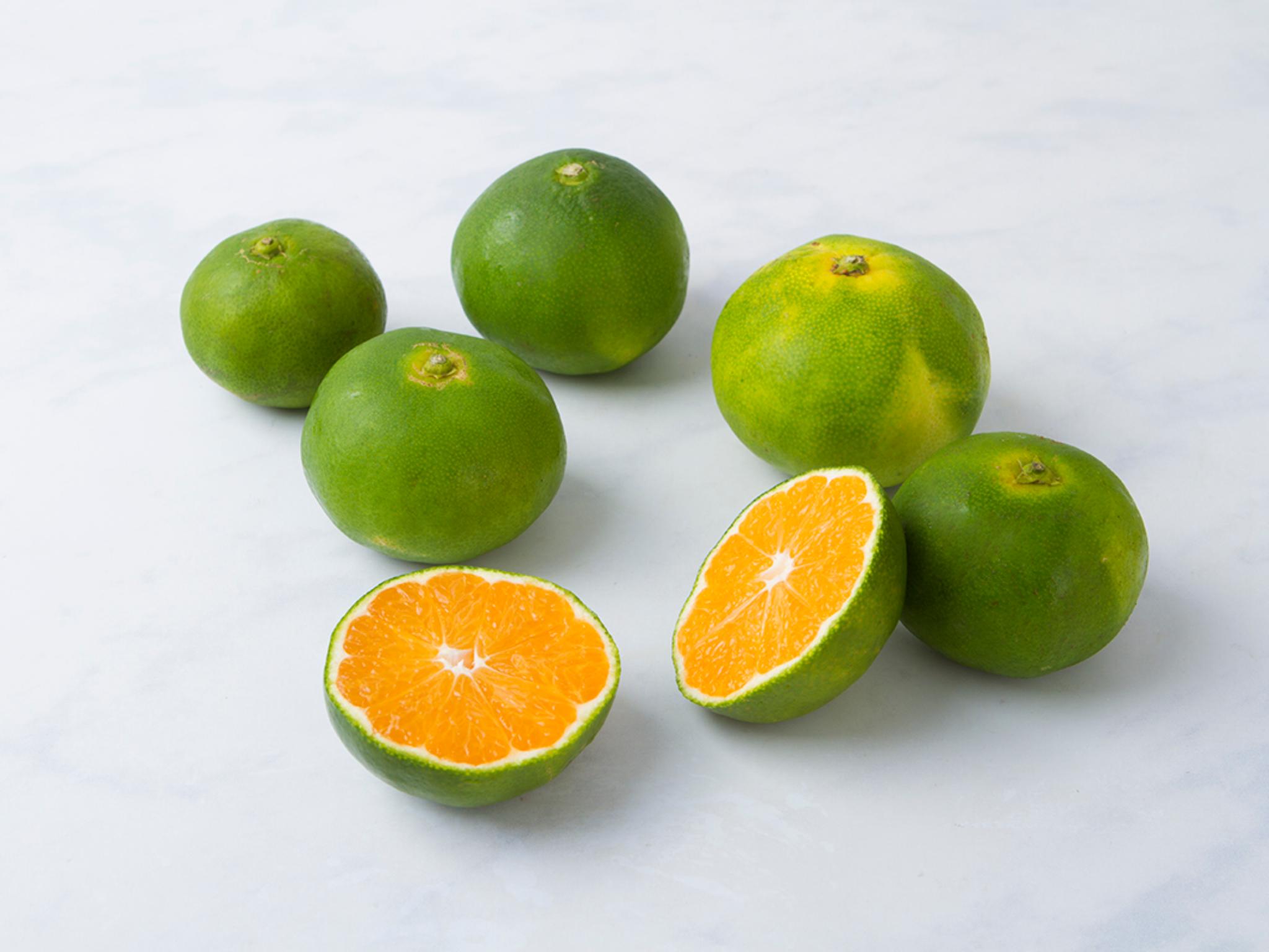 Mandarini Satsuma (Miyagawa)