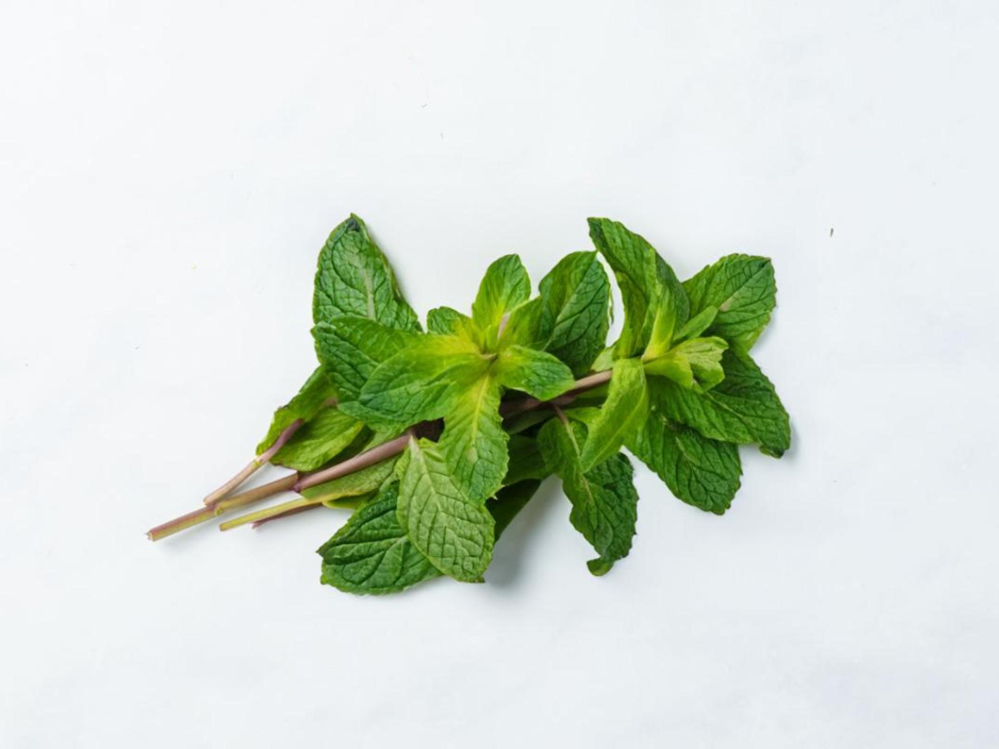 Menta fresca