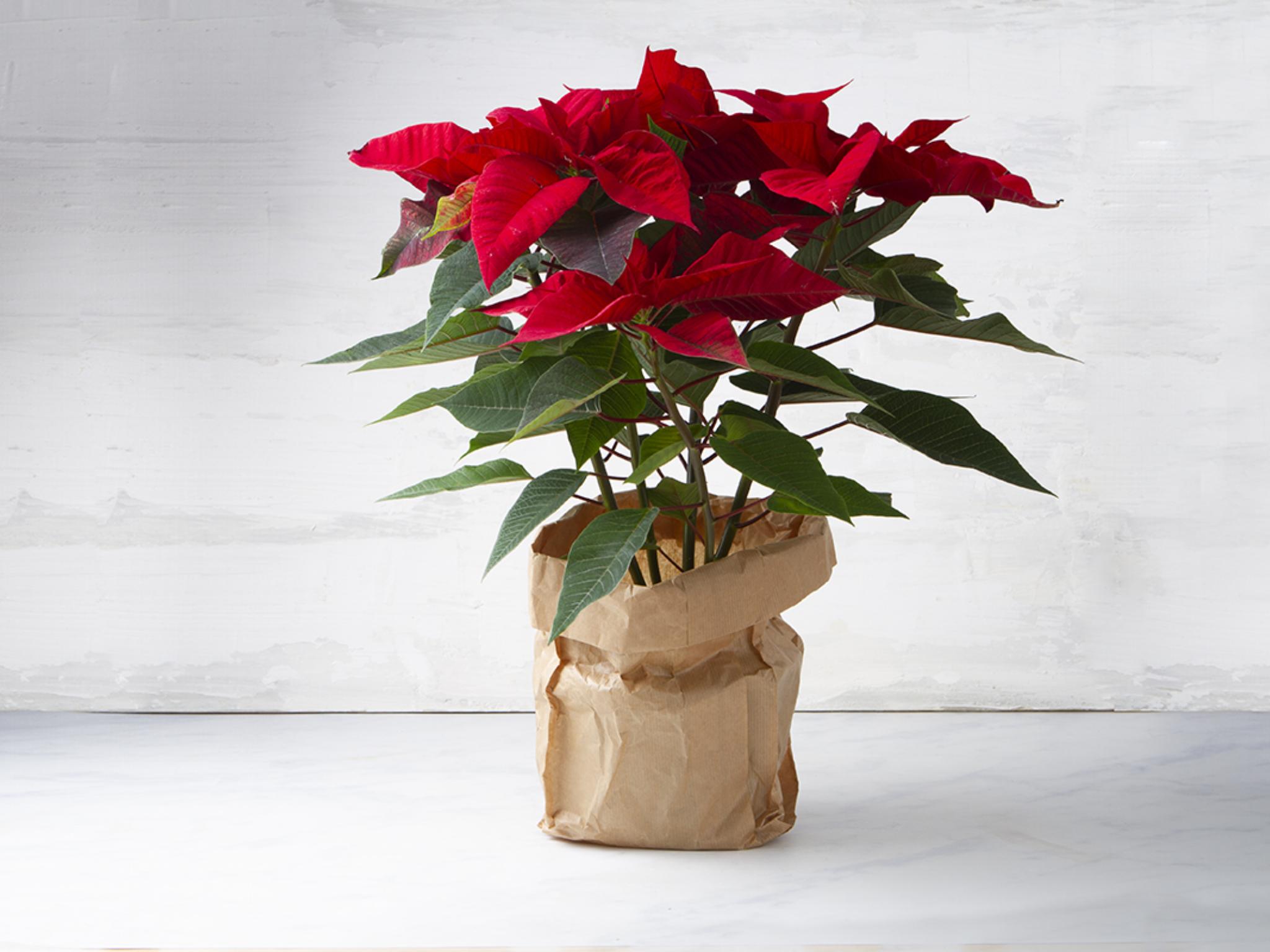 Stella di Natale BIO