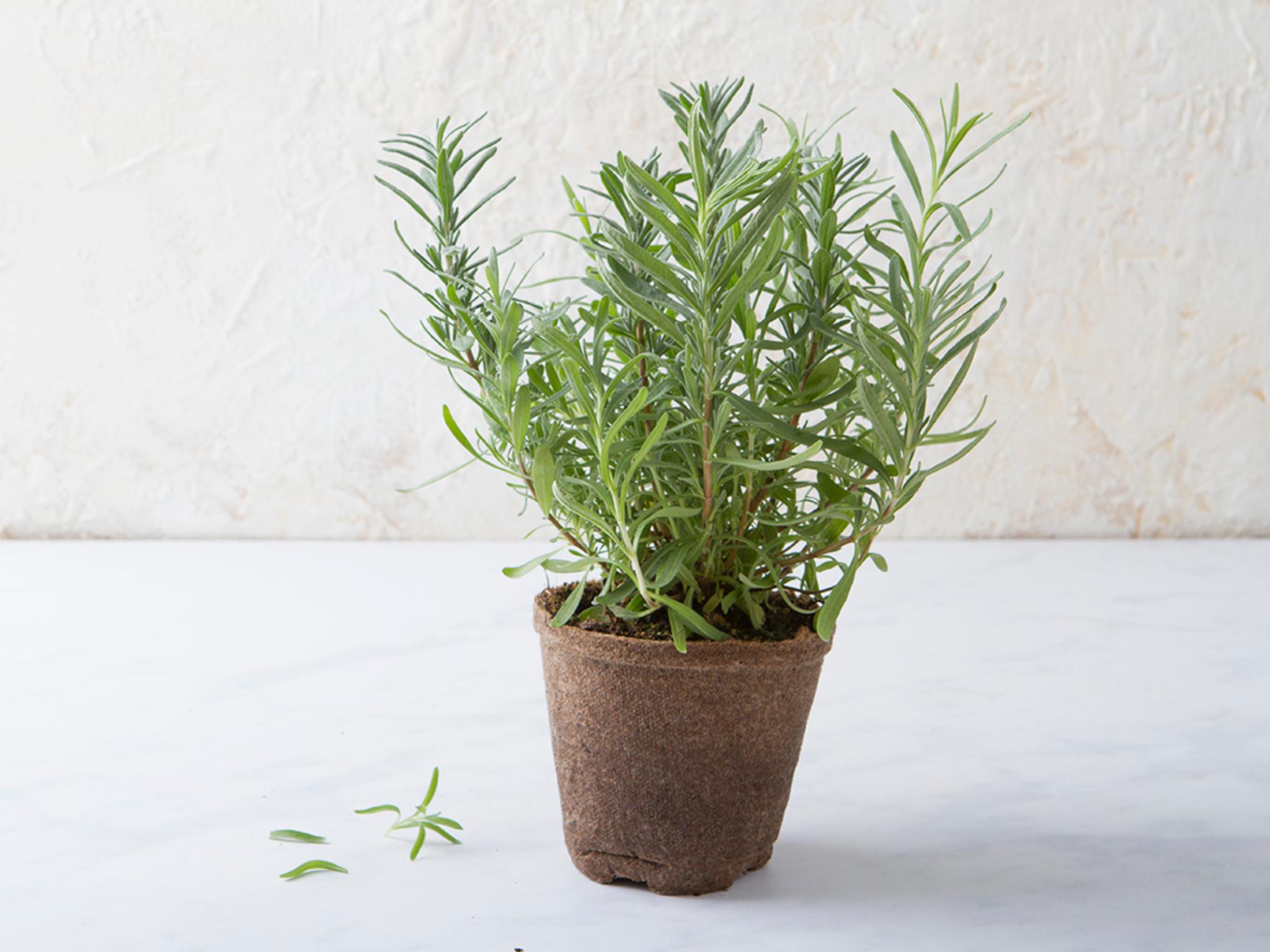 Lavanda BIO in vaso