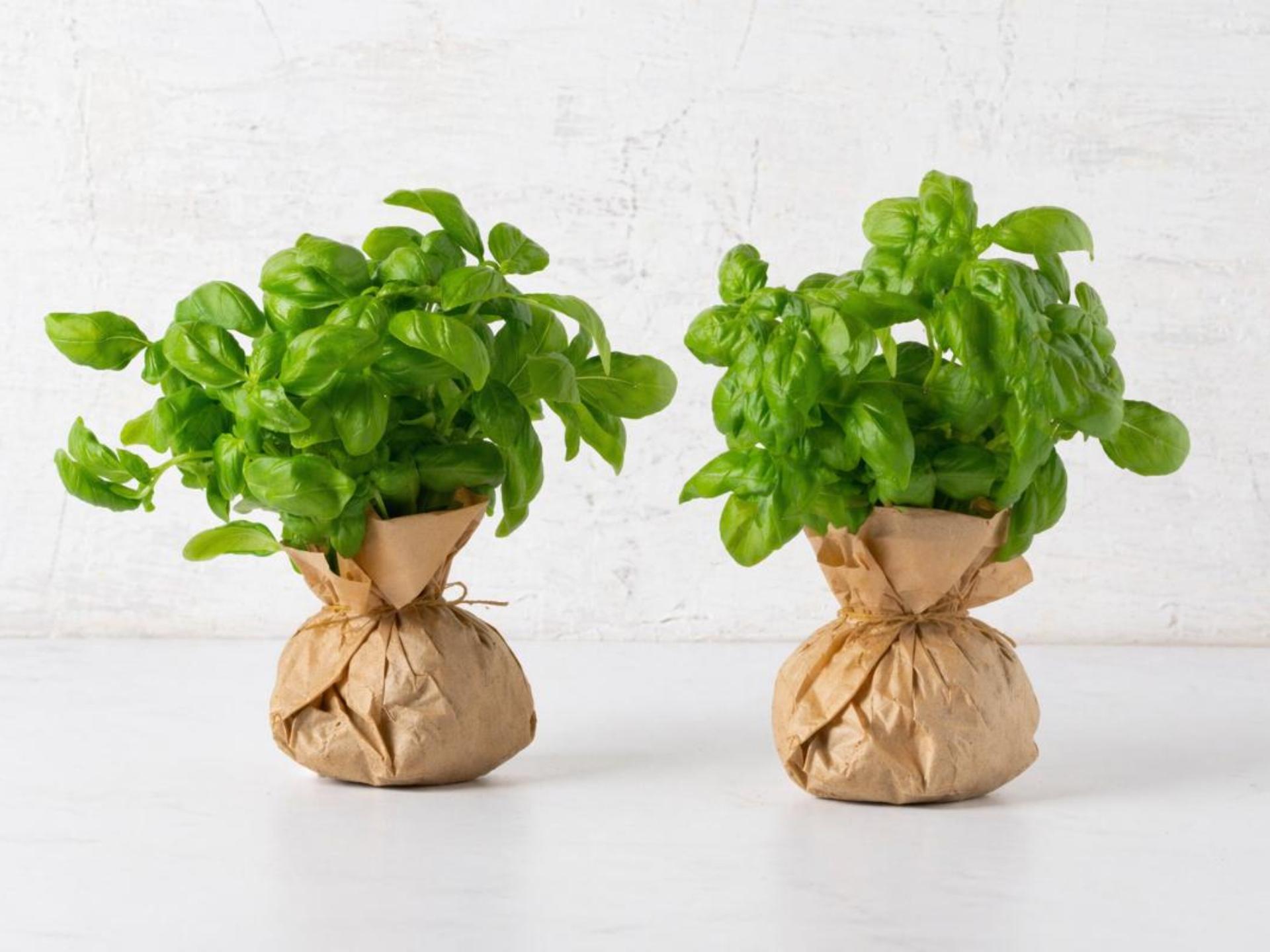 Bouquet di Basilico ligure BIO