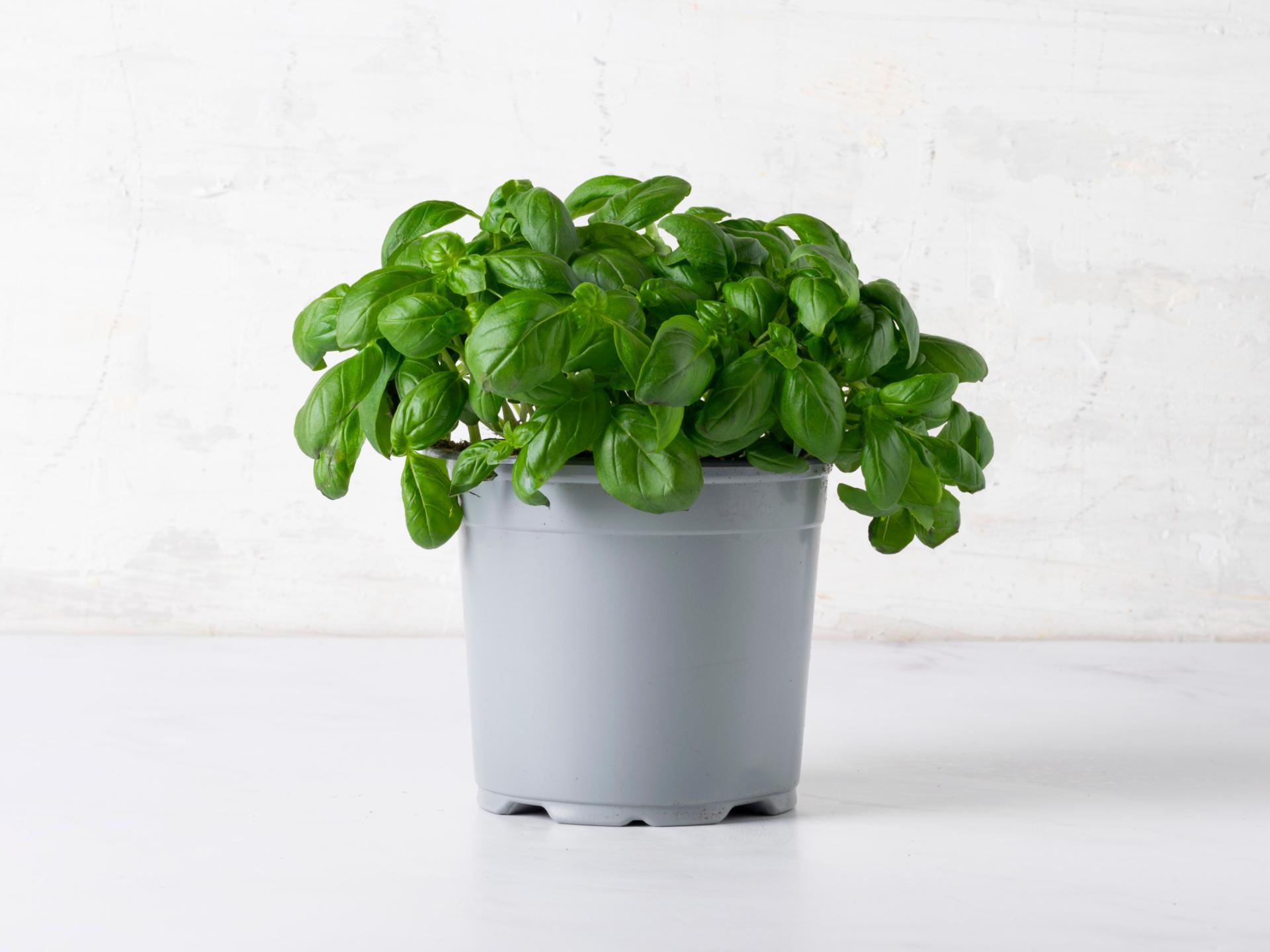 Basilico ligure BIO in vaso