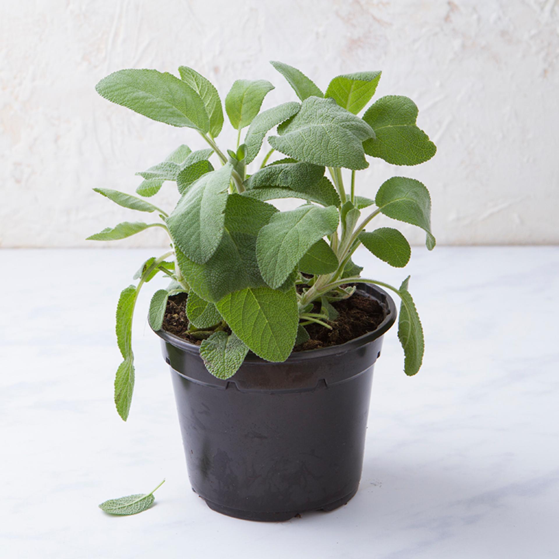 Salvia Officinalis In Vaso 18 Cm &ndash; Pianta Aromatica Perenne Per Orto E Giardino, Sempreverde