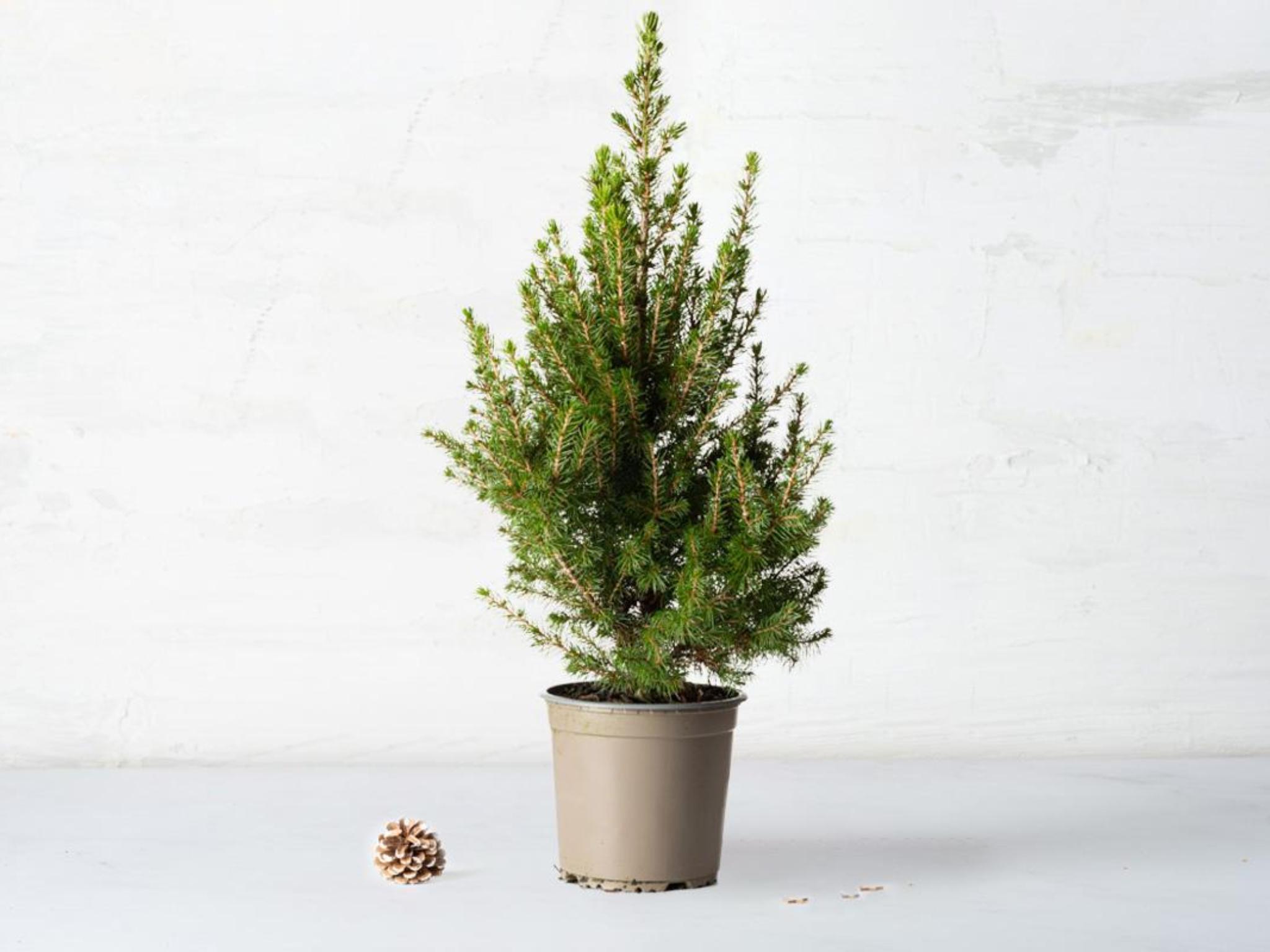 Sempreverde (Picea) in vaso da decorare