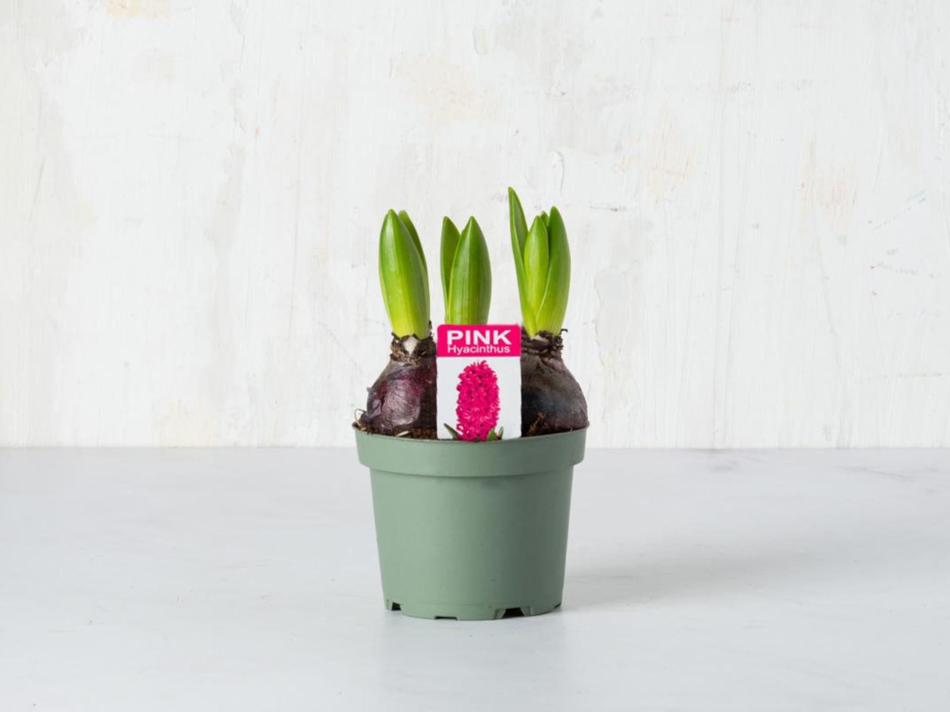 Giacinti in vaso tre bulbi