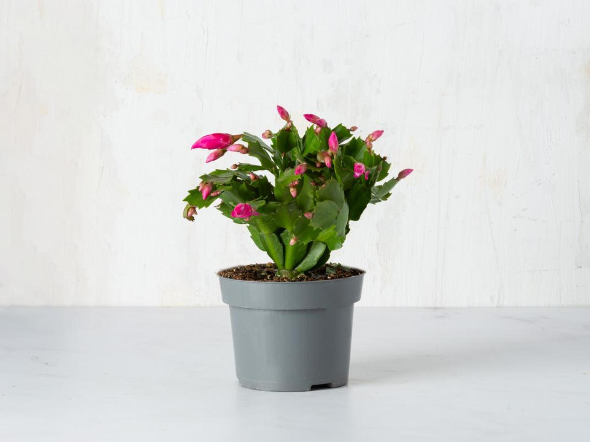 Natalina in vaso