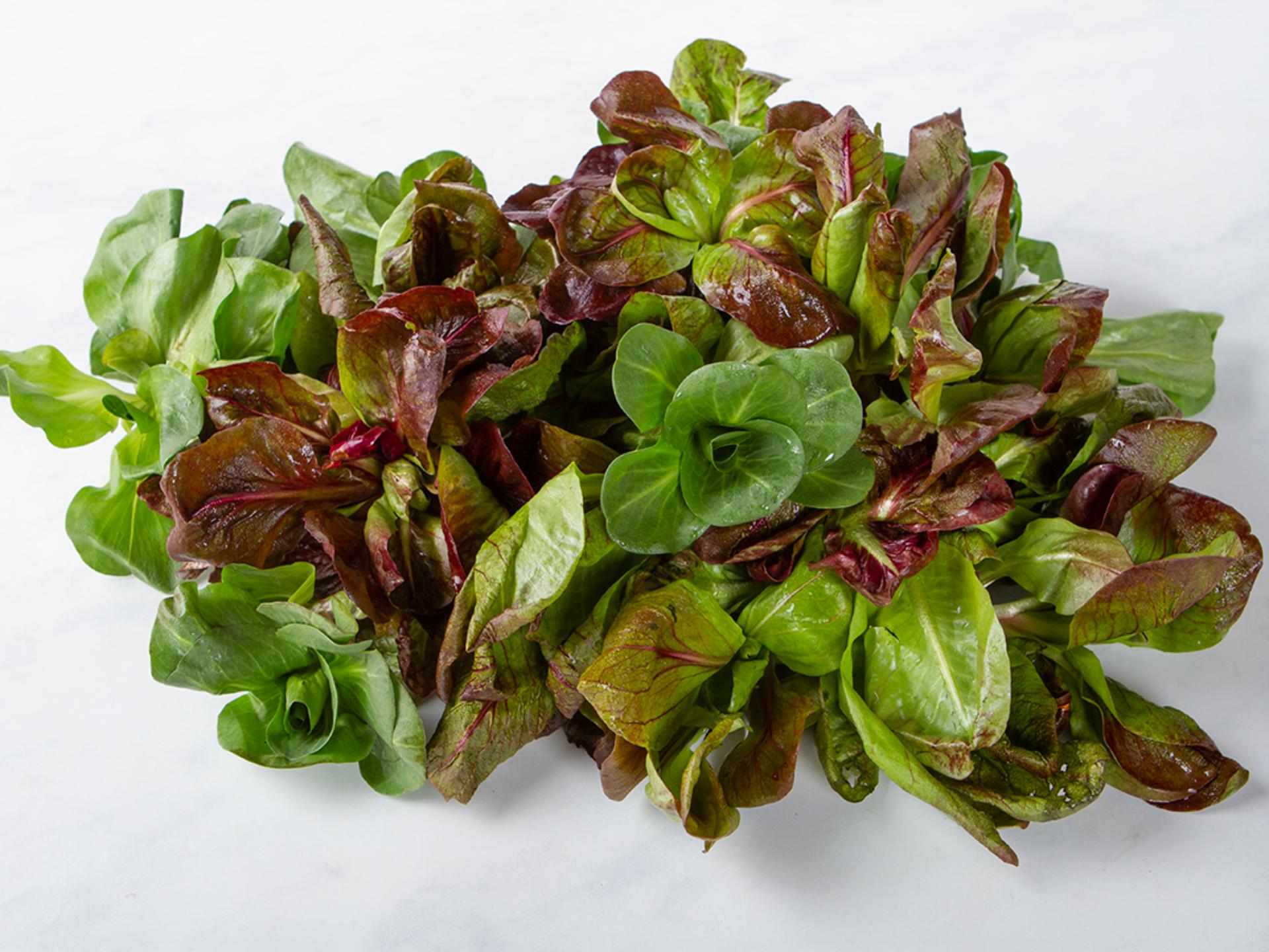 Cicorino grumolo misto