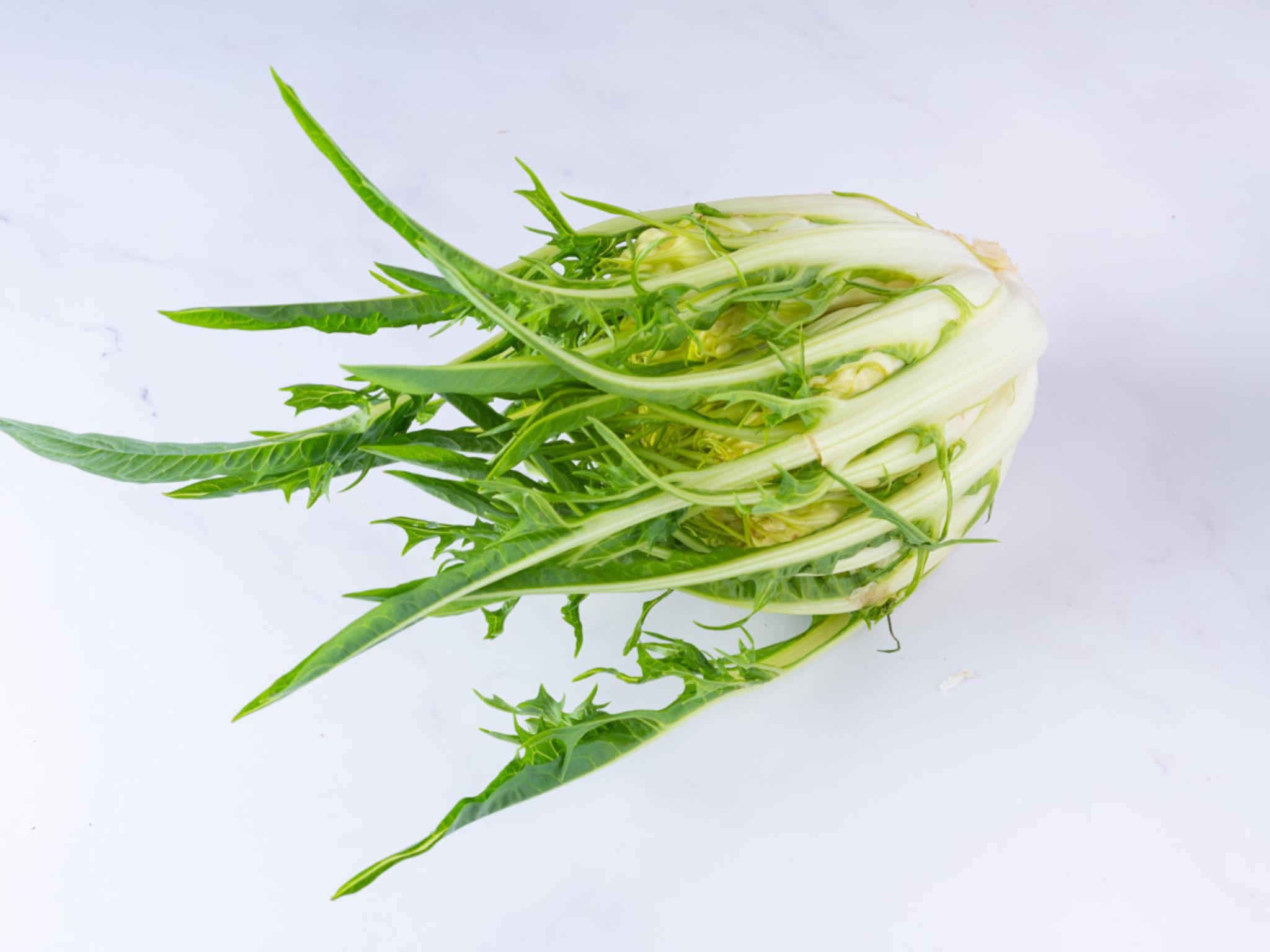 Catalogna spigata (puntarelle)