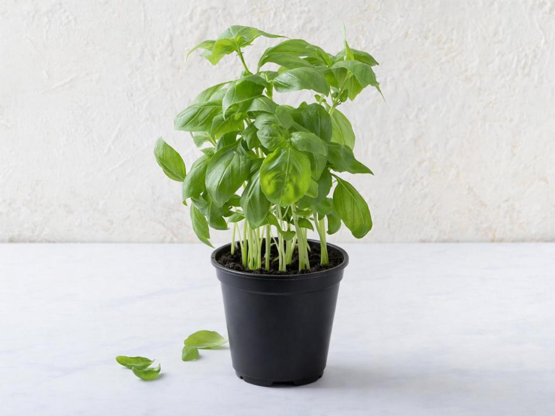 Basilico fresco in vaso