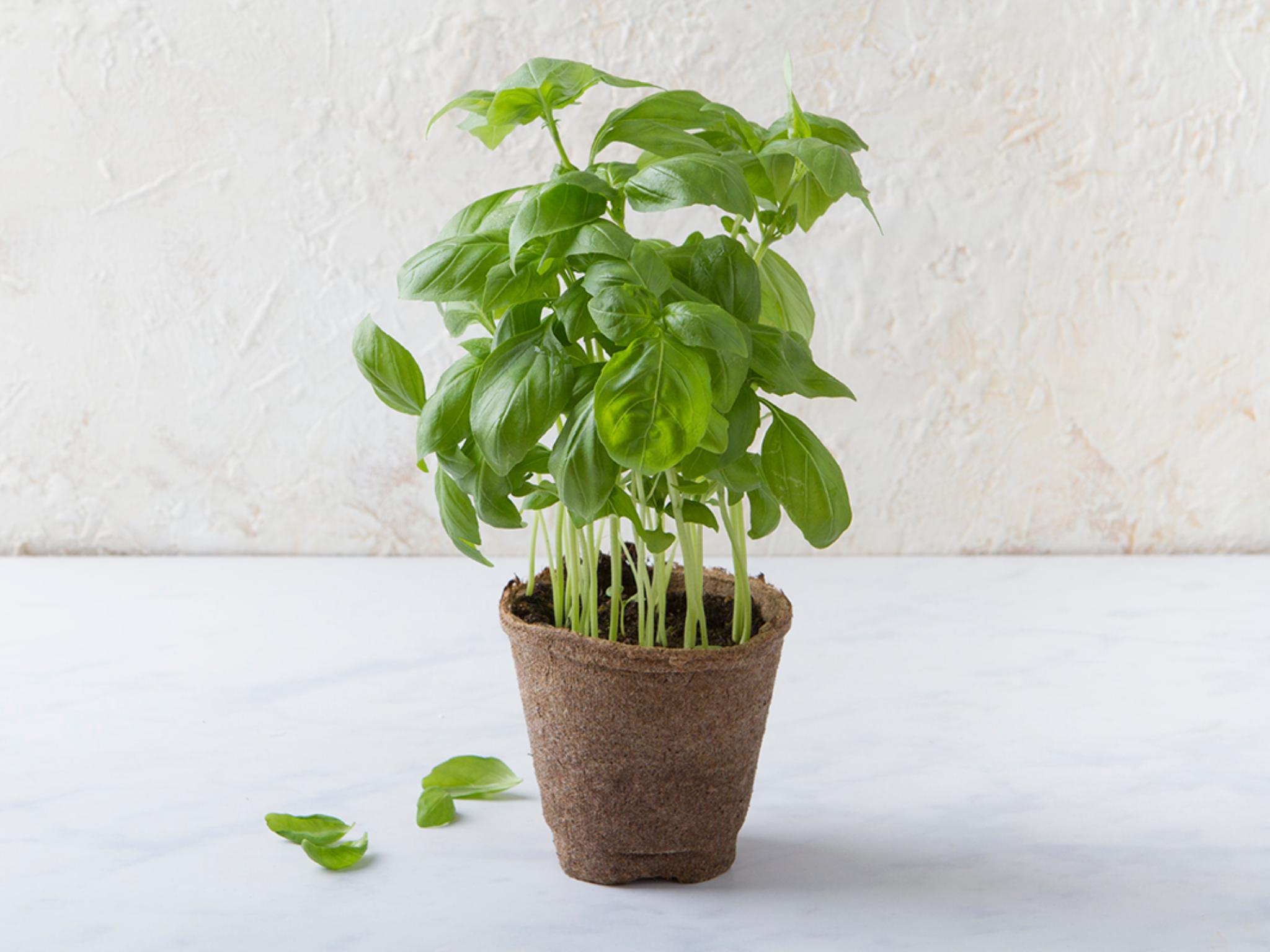 Basilico fresco in vaso