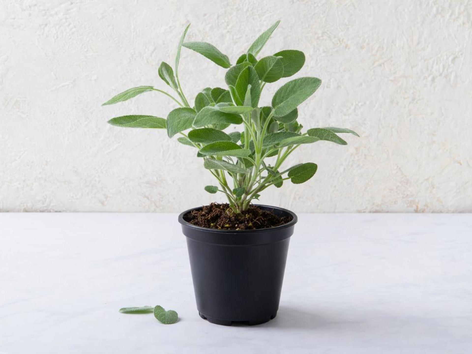 Salvia fresca in vaso