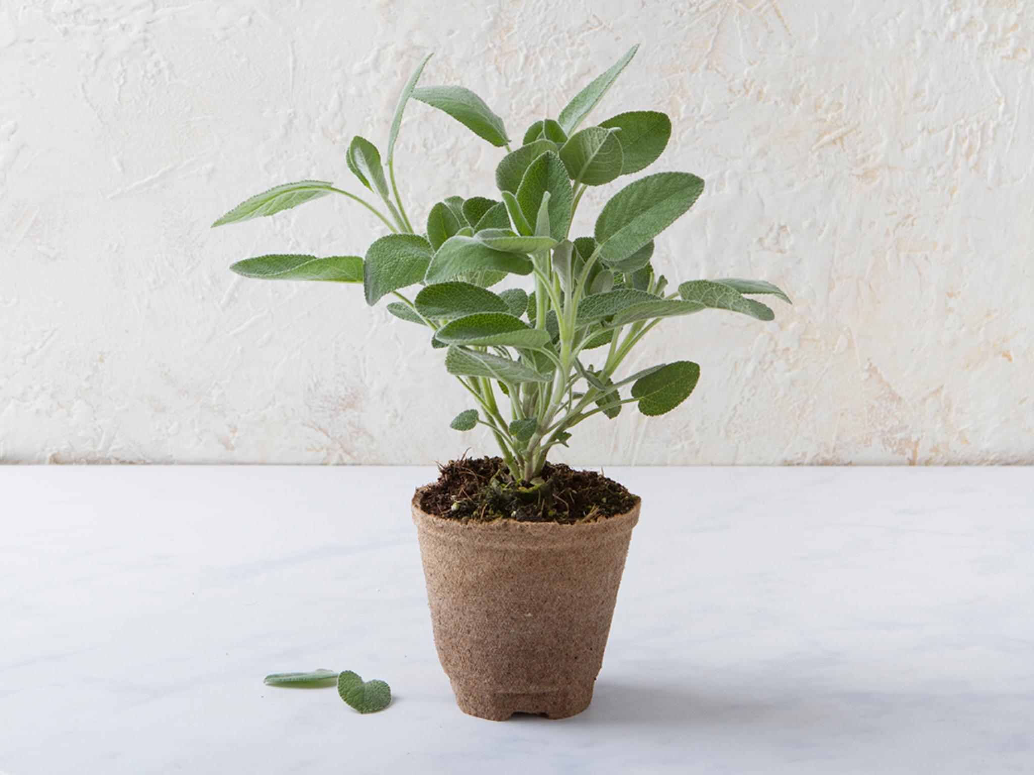 Salvia fresca in vaso