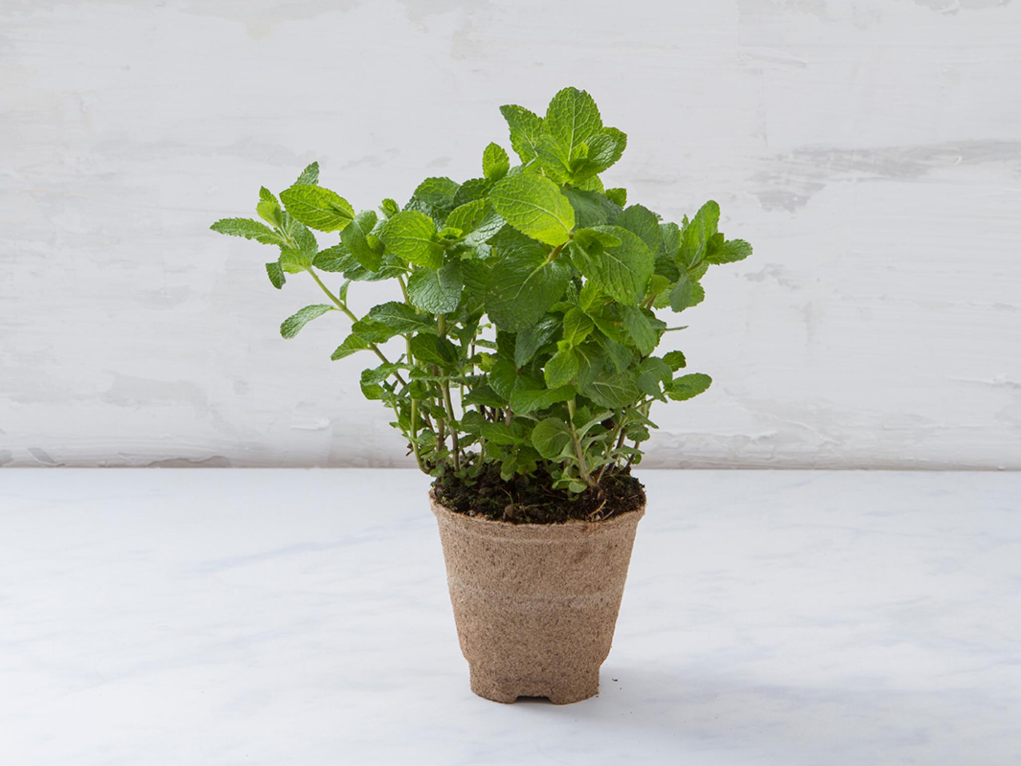 Menta fresca in vaso