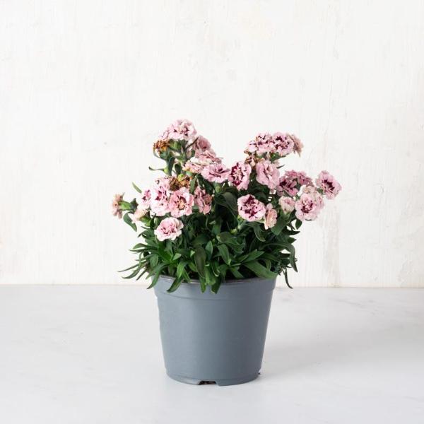 PASTOR FLOWERS Garofano in vaso | 1 pz
