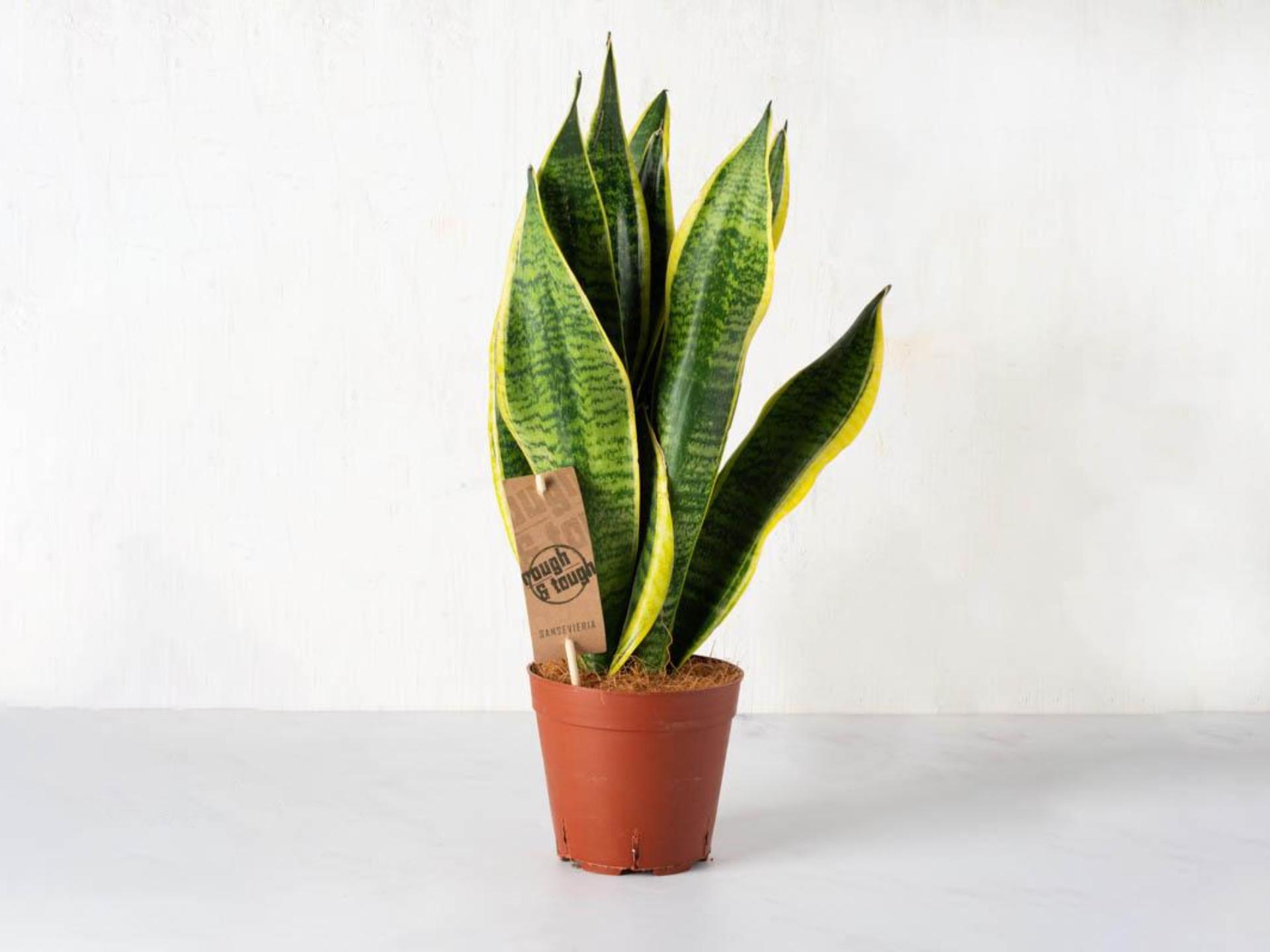 Sansevieria in vaso
