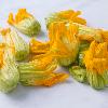 Fiori di zucchina
